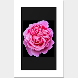 Large Pink Rose Posters and Art